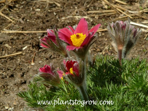 Red Pasque Flower (Pulsatilla vulgaris rubra)